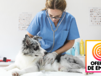 Empleos Para Médicos Veterinarios