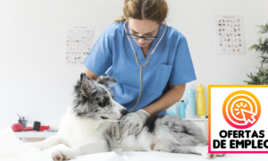 Empleos Para Médicos Veterinarios