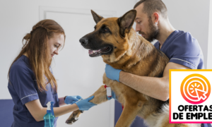 Ofertas Laborales Para Veterinarios